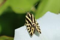 Emmelia trabealis