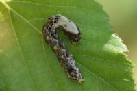 Thyatira batis