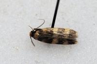 Oegoconia caradjai