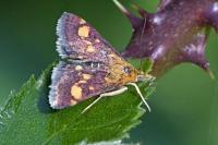 Pyrausta aurata
