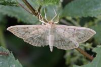 Patania ruralis