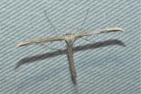 Emmelina argoteles/monodactyla