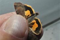 Noctua janthe