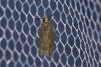 Acroclita subsequana