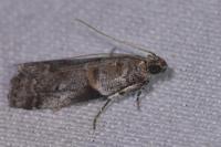Acrobasis fallouella/glaucella