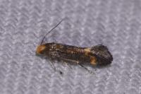 Apodia bifractella