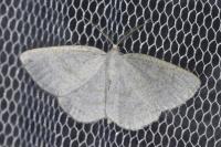 Cabera exanthemata