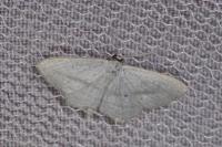 Scopula emutaria
