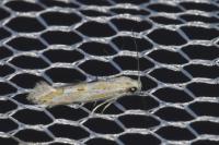 Ptocheuusa paupella