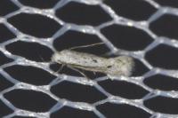 Elachista biatomella