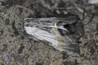 Harpyia milhauseri