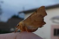 Ennomos erosaria