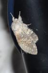 Stauropus fagi