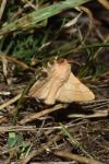 Malacosoma neustria