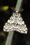 Lymantria monacha