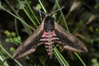 Sphinx ligustri