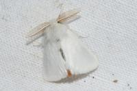 Sphrageidus similis