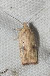 Agonopterix nervosa