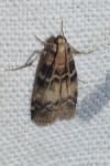 Euzophera pinguis