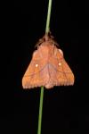 Odonestis pruni