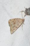Cosmia trapezina