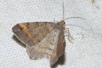 Macaria liturata