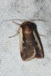 Ochropleura plecta