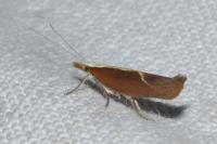 Ypsolopha dentella