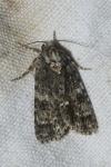 Acronicta rumicis