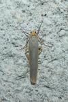 Manulea complana