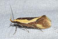 Harpella forficella