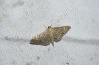 Patania ruralis