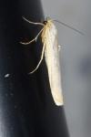 Eilema caniola
