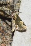 Thyatira batis