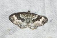 Epirrhoe alternata