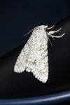Acronicta aceris