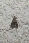 Eudonia mercurella