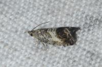 Cydia splendana