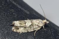 Zeiraphera isertana