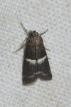Elegia similella