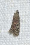 Ephestia elutella/woodiella