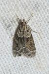 Eudonia mercurella
