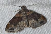 Xanthorhoe ferrugata/spadicearia