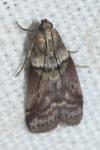 Acrobasis consociella