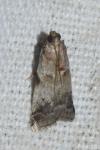 Acrobasis fallouella