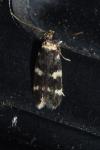 Oegoconia
