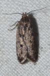 Hofmannophila pseudospretella