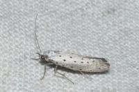 Yponomeuta