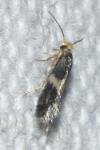 Stigmella