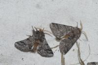 Thaumetopoea pityocampa